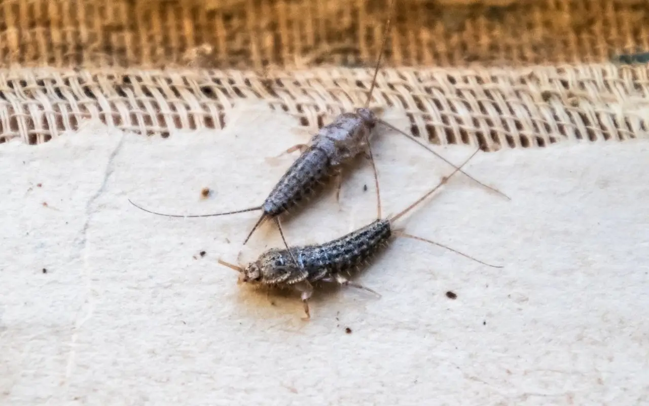 Attenzione ai pesciolini d’argento: se li trovi in casa significa che… Attenzione ai pesciolini d’argento: se li trovi in casa significa che…