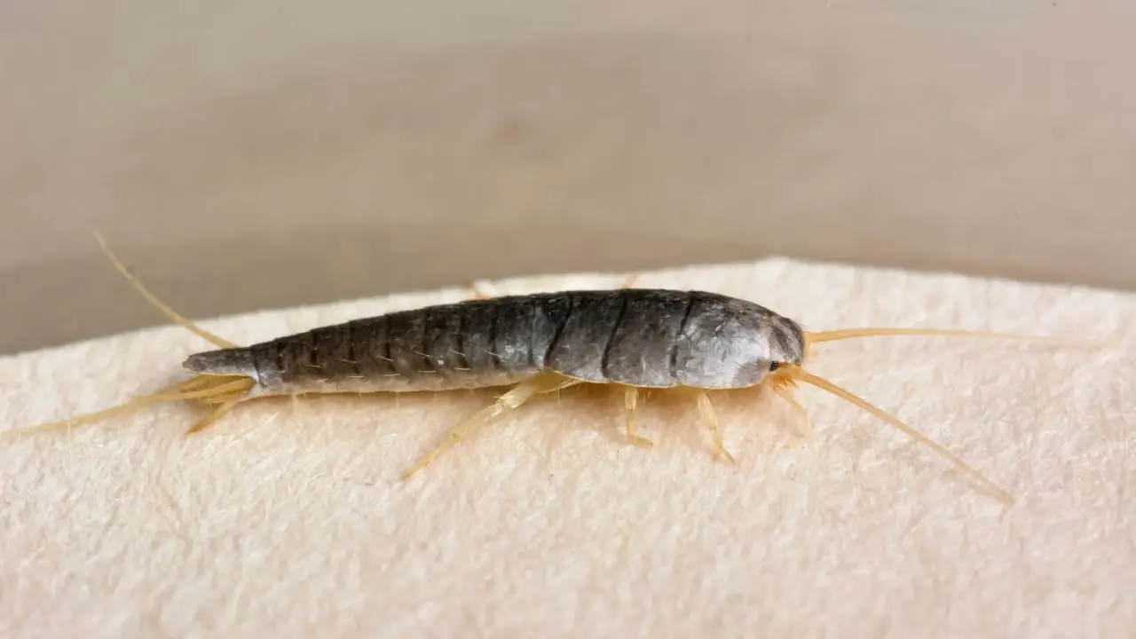 Attenzione ai pesciolini d’argento: se li trovi in casa significa che… Attenzione ai pesciolini d’argento: se li trovi in casa significa che…