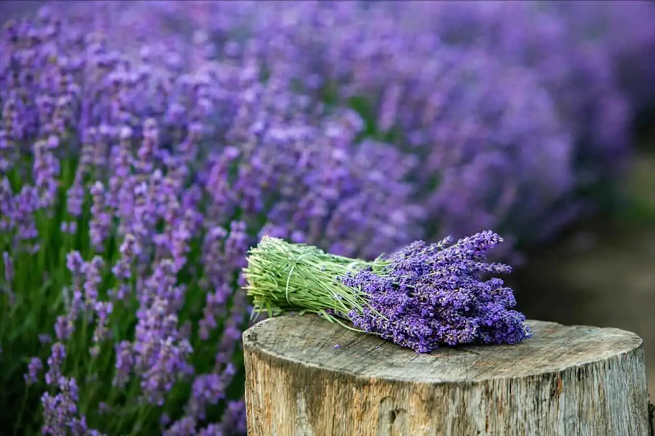 Questa è la pianta magica che trasforma il tuo giardino: cresce facilmente e profuma ogni angolo di casa Questa è la pianta magica che trasforma il tuo giardino: cresce facilmente e profuma ogni angolo di casa