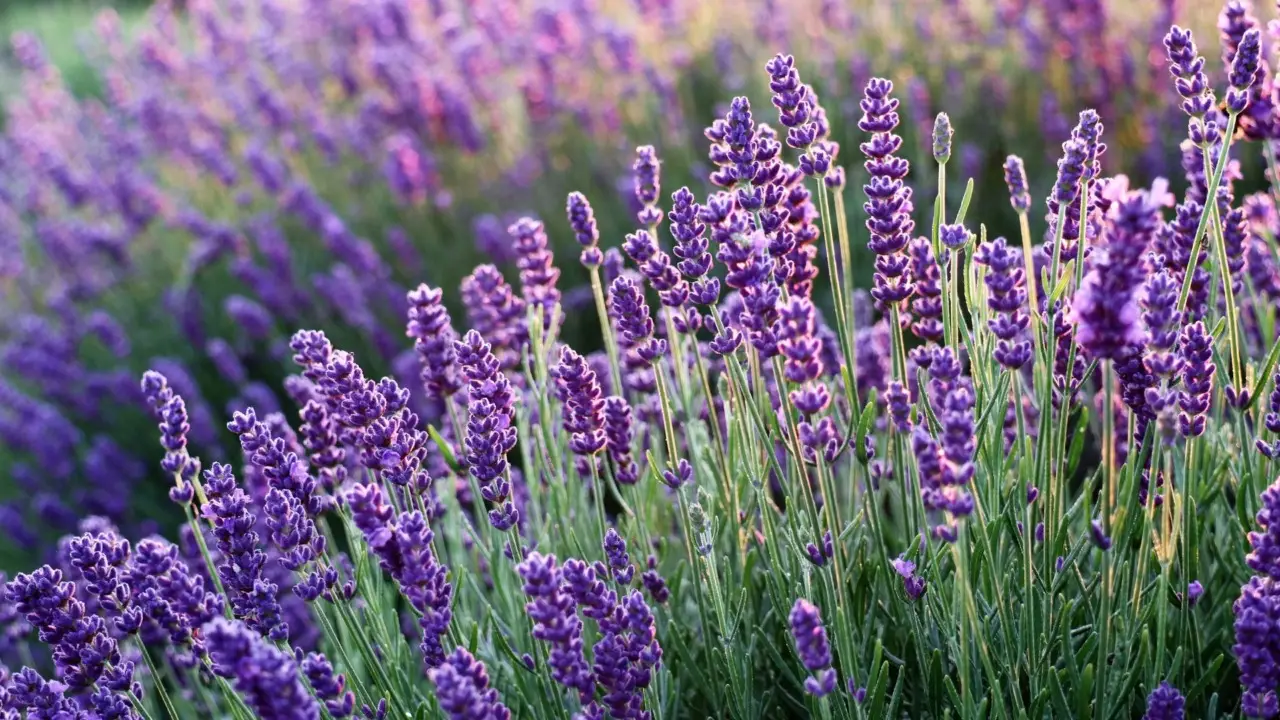 Questa è la pianta magica che trasforma il tuo giardino: cresce facilmente e profuma ogni angolo di casa Questa è la pianta magica che trasforma il tuo giardino: cresce facilmente e profuma ogni angolo di casa