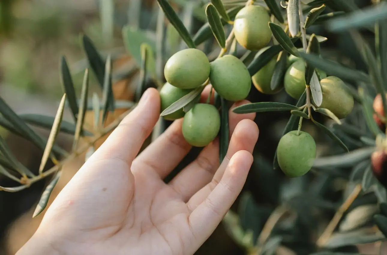 Raccolta abbondante di olive: il segreto semplice per far fiorire il tuo ulivo senza fatica Raccolta abbondante di olive: il segreto semplice per far fiorire il tuo ulivo senza fatica