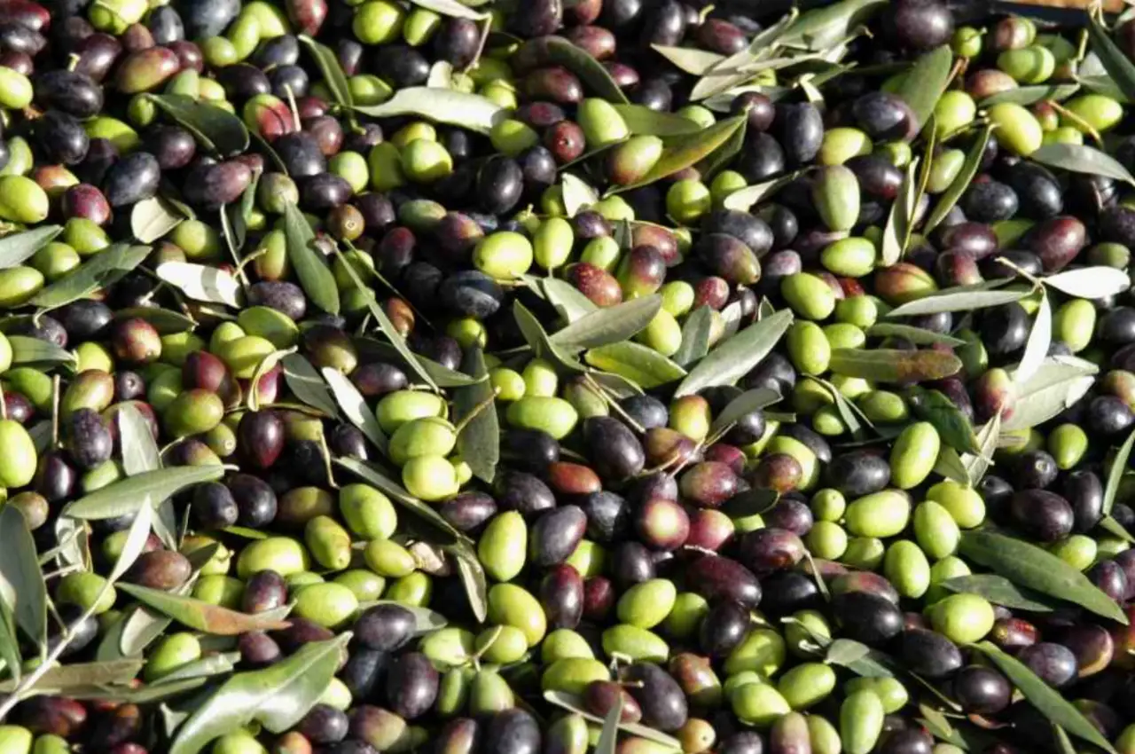 Raccolta abbondante di olive: il segreto semplice per far fiorire il tuo ulivo senza fatica Raccolta abbondante di olive: il segreto semplice per far fiorire il tuo ulivo senza fatica