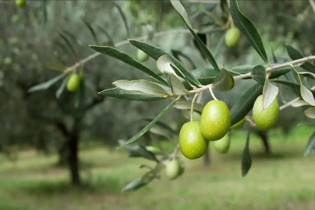 Raccolta abbondante di olive: il segreto semplice per far fiorire il tuo ulivo senza fatica Raccolta abbondante di olive: il segreto semplice per far fiorire il tuo ulivo senza fatica