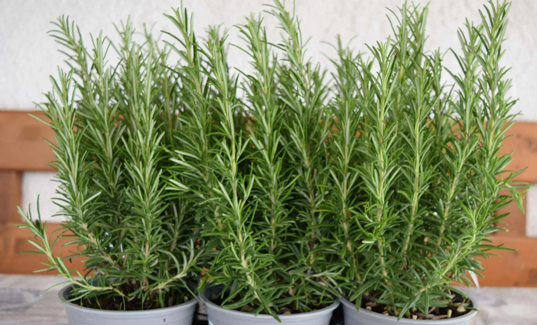 Rosmarino contro altre aromatiche: ecco perché il rosmarino è l’unica erba aromatica indispensabile in giardino Rosmarino contro altre aromatiche: ecco perché il rosmarino è l’unica erba aromatica indispensabile in giardino