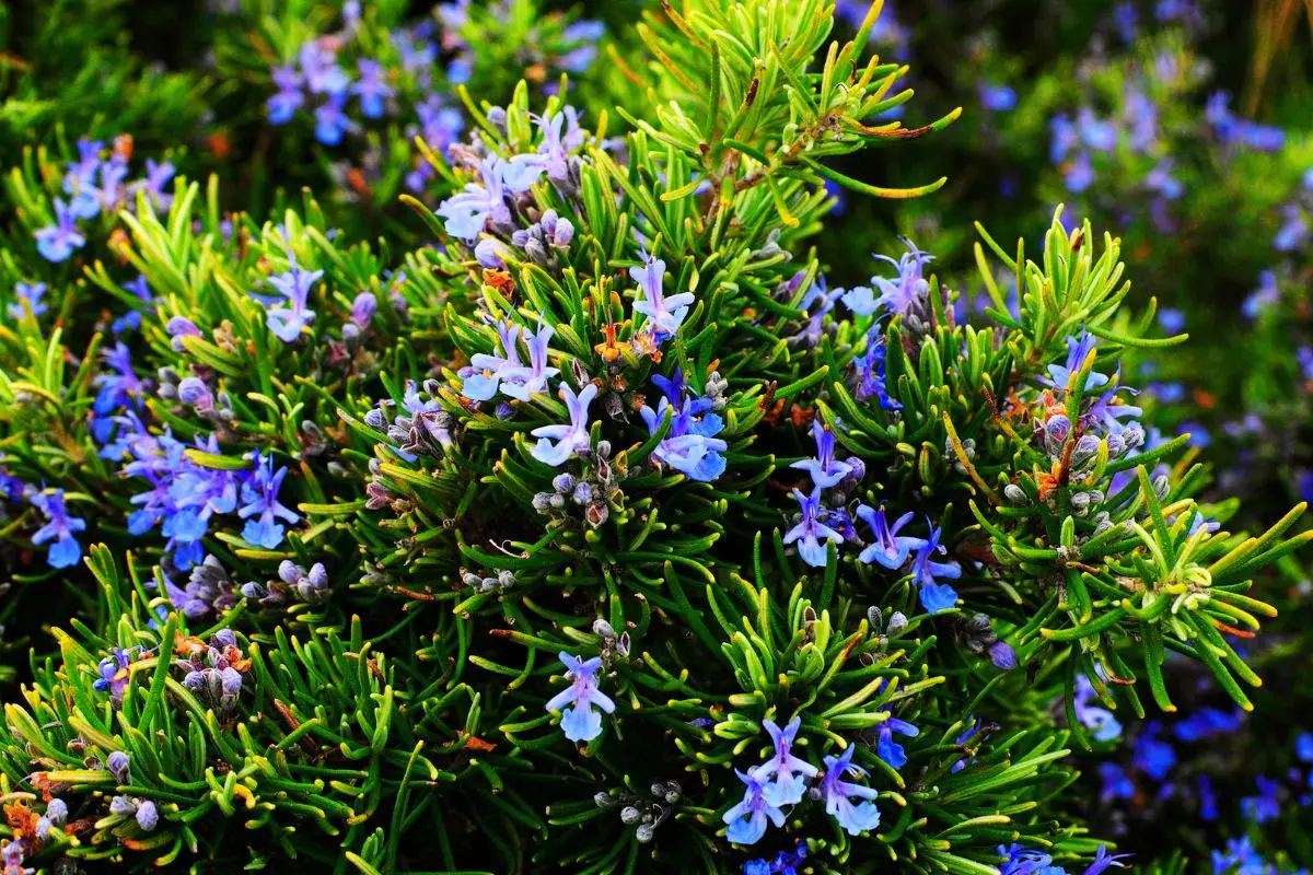 Rosmarino contro altre aromatiche: ecco perché il rosmarino è l’unica erba aromatica indispensabile in giardino Rosmarino contro altre aromatiche: ecco perché il rosmarino è l’unica erba aromatica indispensabile in giardino