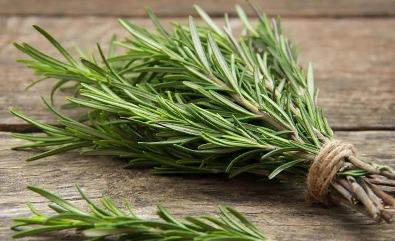 Rosmarino contro altre aromatiche: ecco perché il rosmarino è l’unica erba aromatica indispensabile in giardino Rosmarino contro altre aromatiche: ecco perché il rosmarino è l’unica erba aromatica indispensabile in giardino