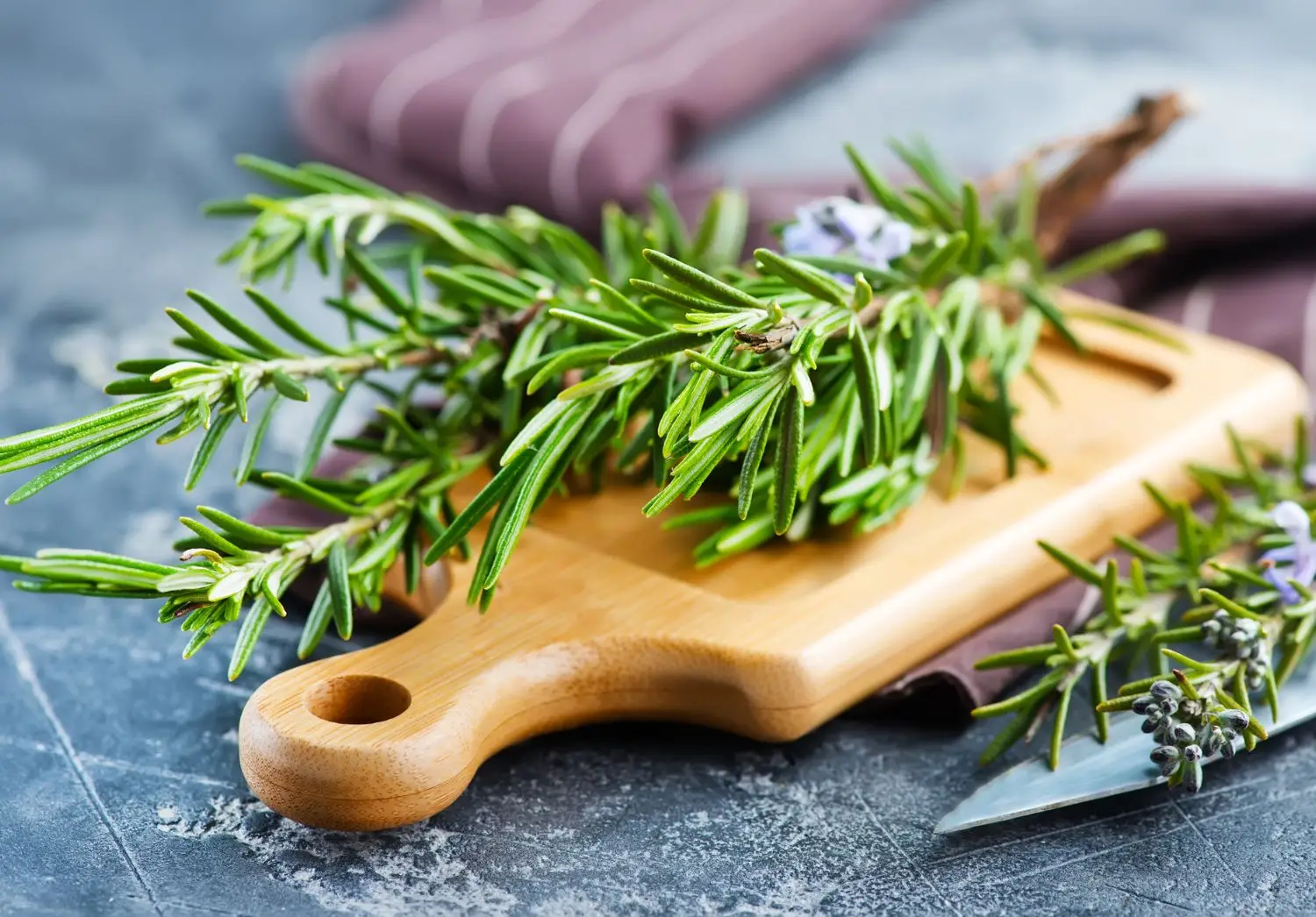 Rosmarino contro altre aromatiche: ecco perché il rosmarino è l’unica erba aromatica indispensabile in giardino Rosmarino contro altre aromatiche: ecco perché il rosmarino è l’unica erba aromatica indispensabile in giardino