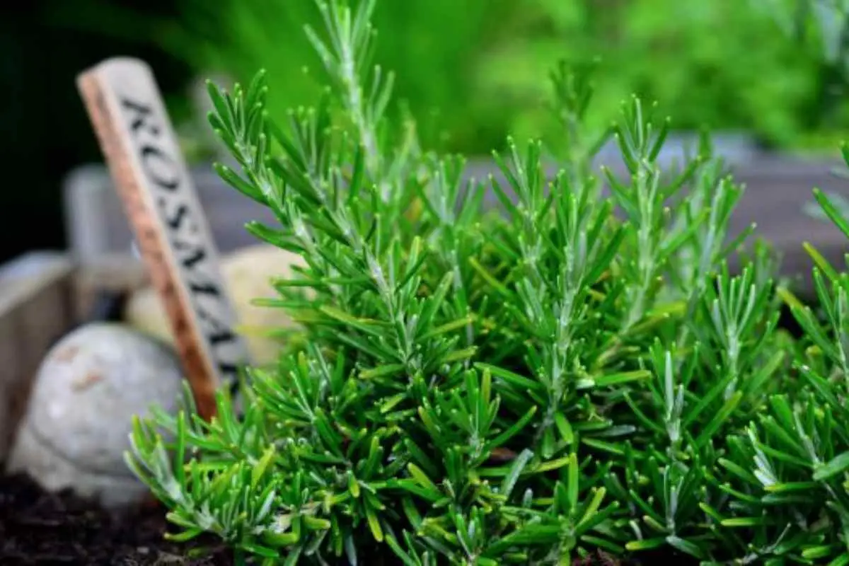 Rosmarino contro altre aromatiche: ecco perché il rosmarino è l’unica erba aromatica indispensabile in giardino Rosmarino contro altre aromatiche: ecco perché il rosmarino è l’unica erba aromatica indispensabile in giardino