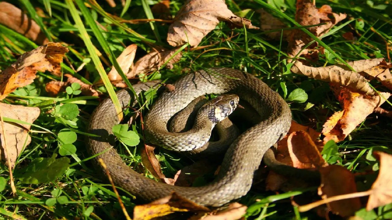 Scopre un serpente in giardino: la sorprendente scoperta Scopre un serpente in giardino: la sorprendente scoperta