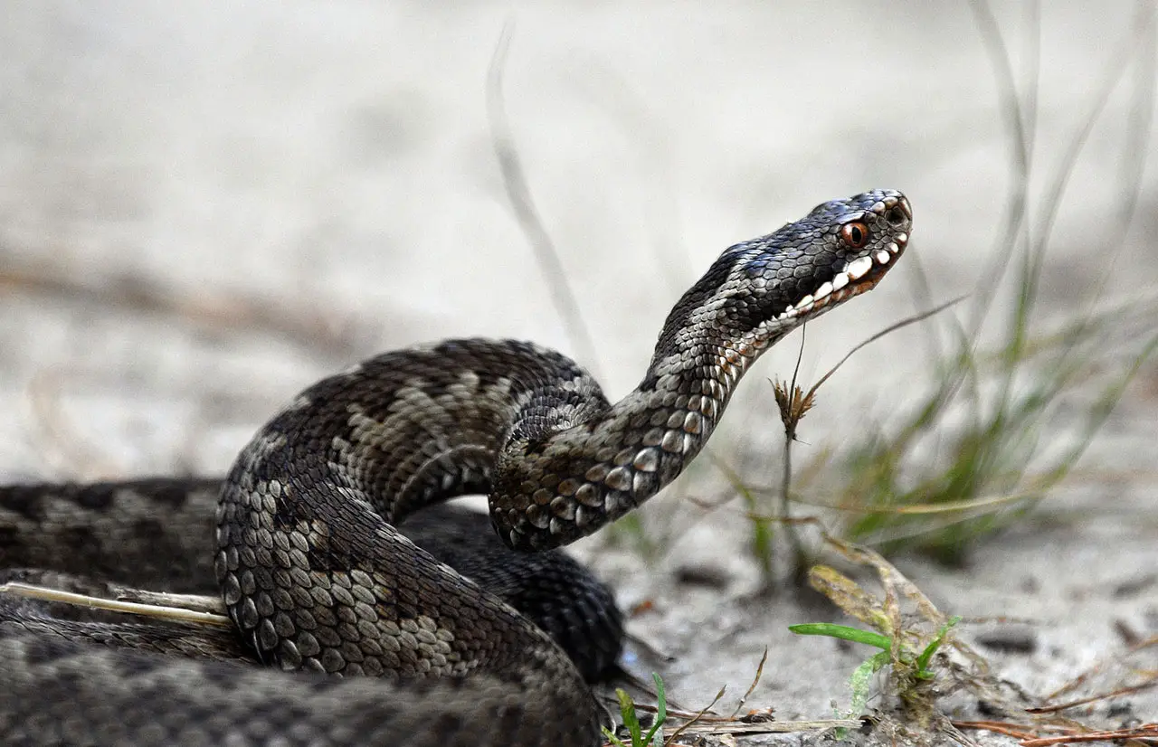 Scopre un serpente in giardino: la sorprendente scoperta Scopre un serpente in giardino: la sorprendente scoperta