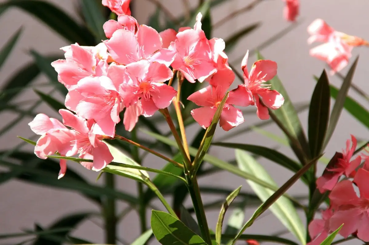 Sei consapevole di quali rischi sono associati all’oleandro nel tuo giardino? Sei consapevole di quali rischi sono associati all’oleandro nel tuo giardino?