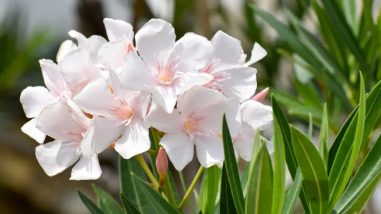 Sei consapevole di quali rischi sono associati all’oleandro nel tuo giardino? Sei consapevole di quali rischi sono associati all’oleandro nel tuo giardino?