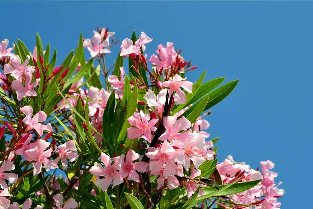 Sei consapevole di quali rischi sono associati all’oleandro nel tuo giardino? Sei consapevole di quali rischi sono associati all’oleandro nel tuo giardino?