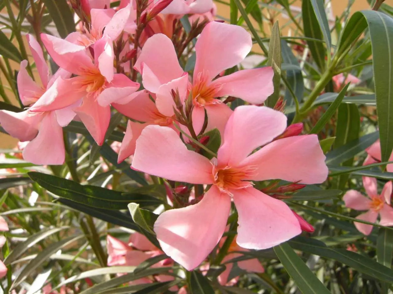 Sei consapevole di quali rischi sono associati all’oleandro nel tuo giardino? Sei consapevole di quali rischi sono associati all’oleandro nel tuo giardino?
