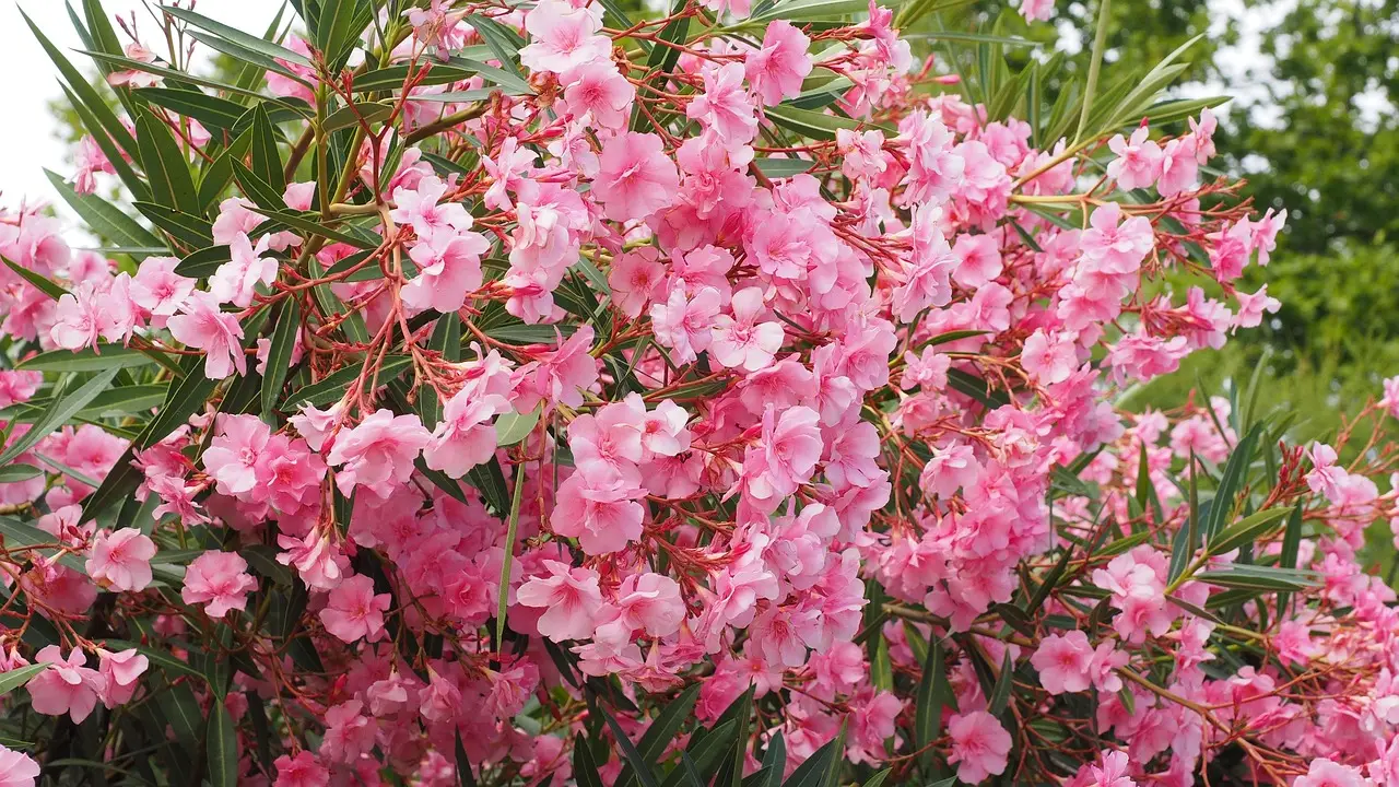 Sei consapevole di quali rischi sono associati all’oleandro nel tuo giardino? Sei consapevole di quali rischi sono associati all’oleandro nel tuo giardino?