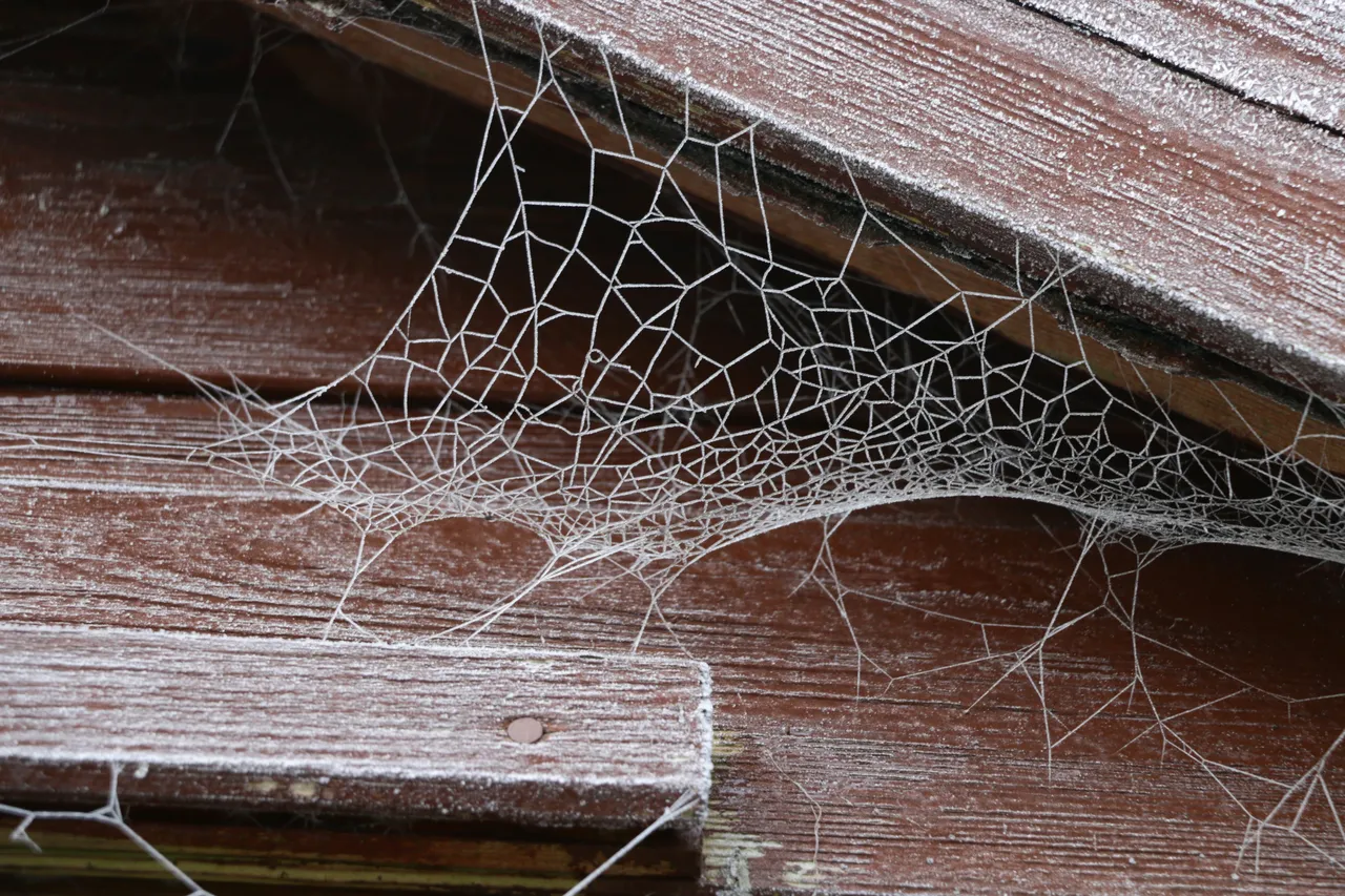 Come eliminare le ragnatele dagli angoli di casa: il metodo semplice dell’igienista Come eliminare le ragnatele dagli angoli di casa: il metodo semplice dell’igienista