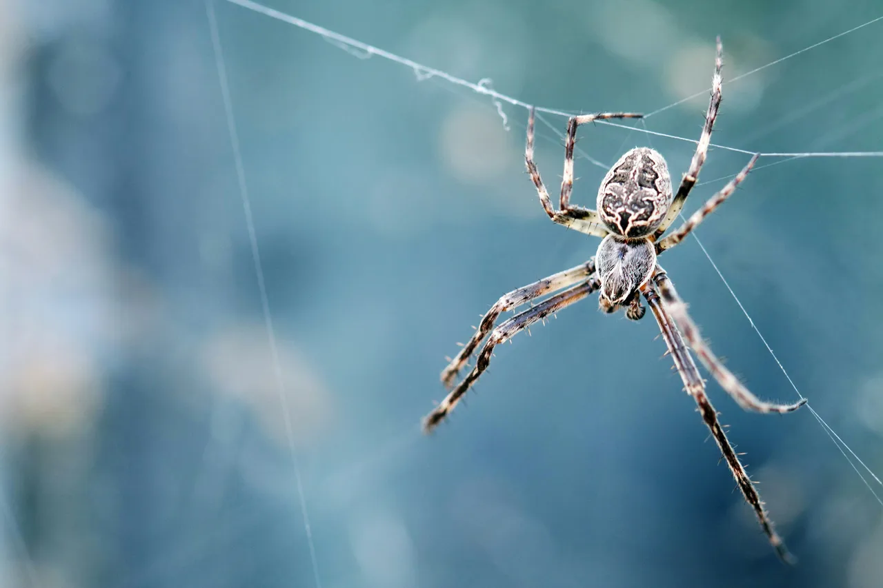 Come eliminare le ragnatele dagli angoli di casa: il metodo semplice dell’igienista Come eliminare le ragnatele dagli angoli di casa: il metodo semplice dell’igienista
