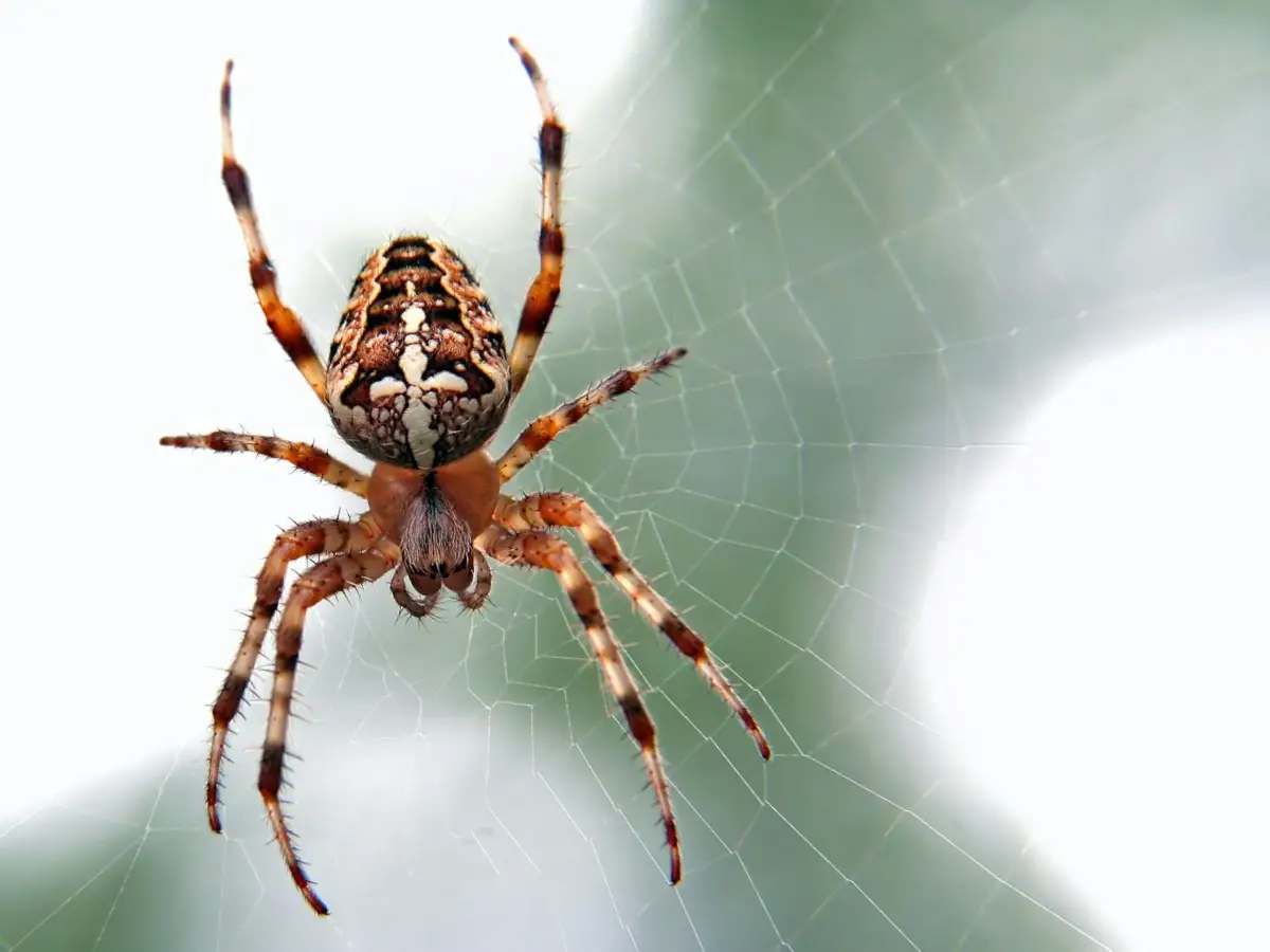 Come eliminare le ragnatele dagli angoli di casa: il metodo semplice dell’igienista Come eliminare le ragnatele dagli angoli di casa: il metodo semplice dell’igienista
