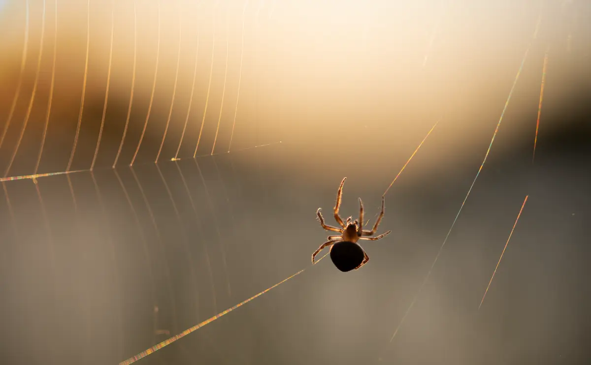 Come eliminare le ragnatele dagli angoli di casa: il metodo semplice dell’igienista Come eliminare le ragnatele dagli angoli di casa: il metodo semplice dell’igienista
