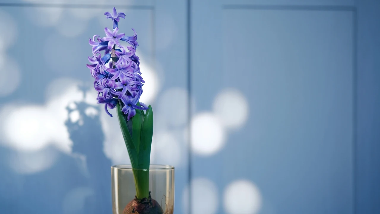 Il trucco per mantenere freschi i fiori recisi in estate: la guida del fiorista aggiornata Il trucco per mantenere freschi i fiori recisi in estate: la guida del fiorista aggiornata