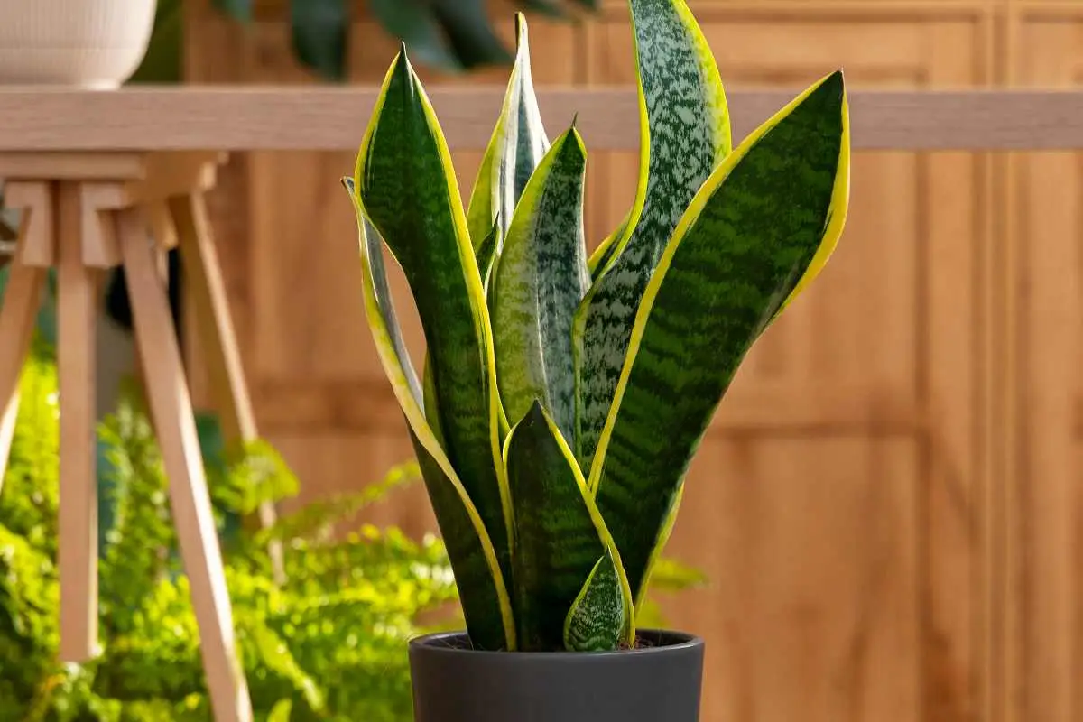 5 piante da appartamento che purificano l’aria e abbassano la temperatura in casa durante l’estate 5 piante da appartamento che purificano l’aria e abbassano la temperatura in casa durante l’estate