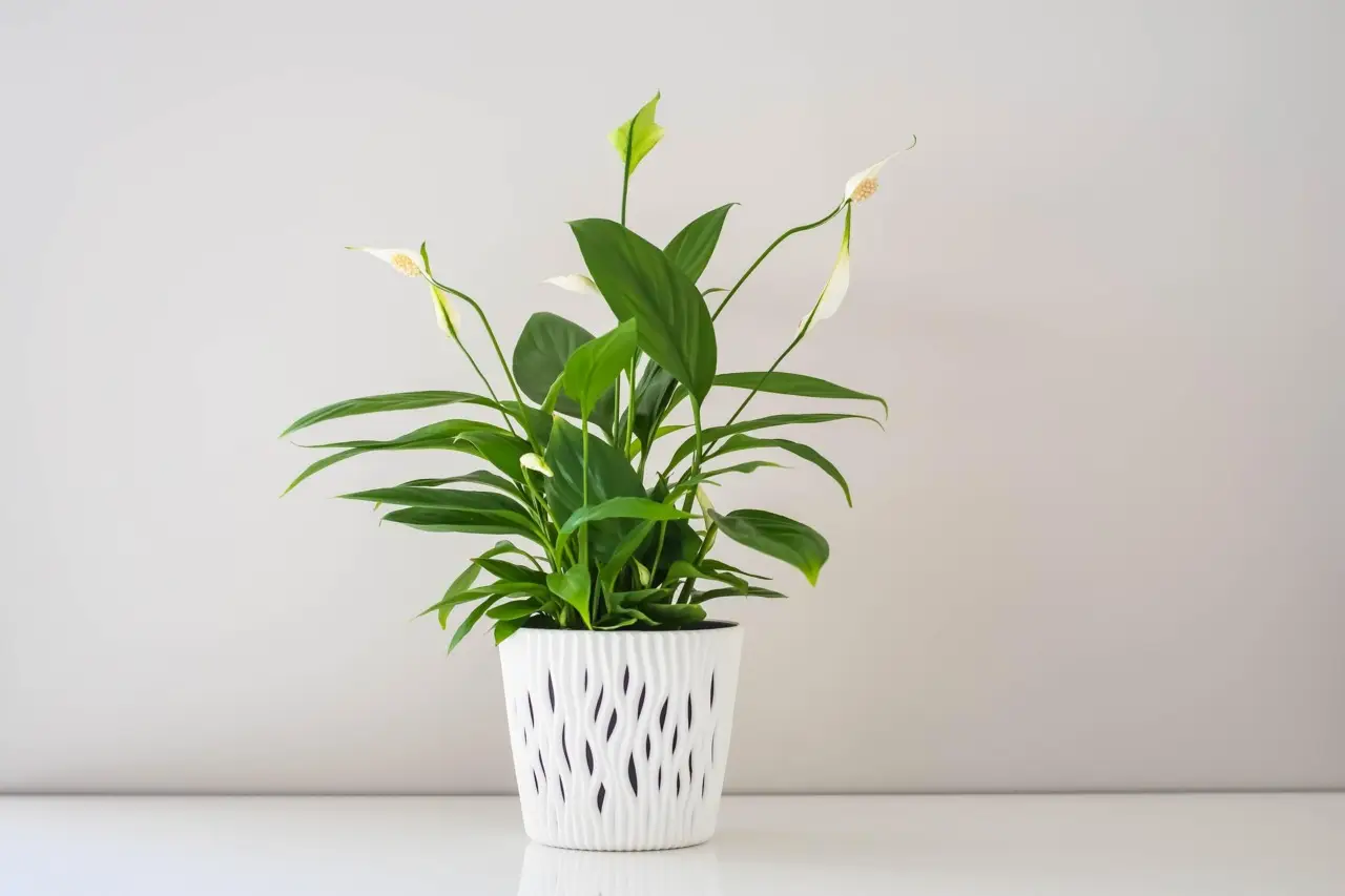 5 piante da appartamento che purificano l’aria e abbassano la temperatura in casa durante l’estate 5 piante da appartamento che purificano l’aria e abbassano la temperatura in casa durante l’estate