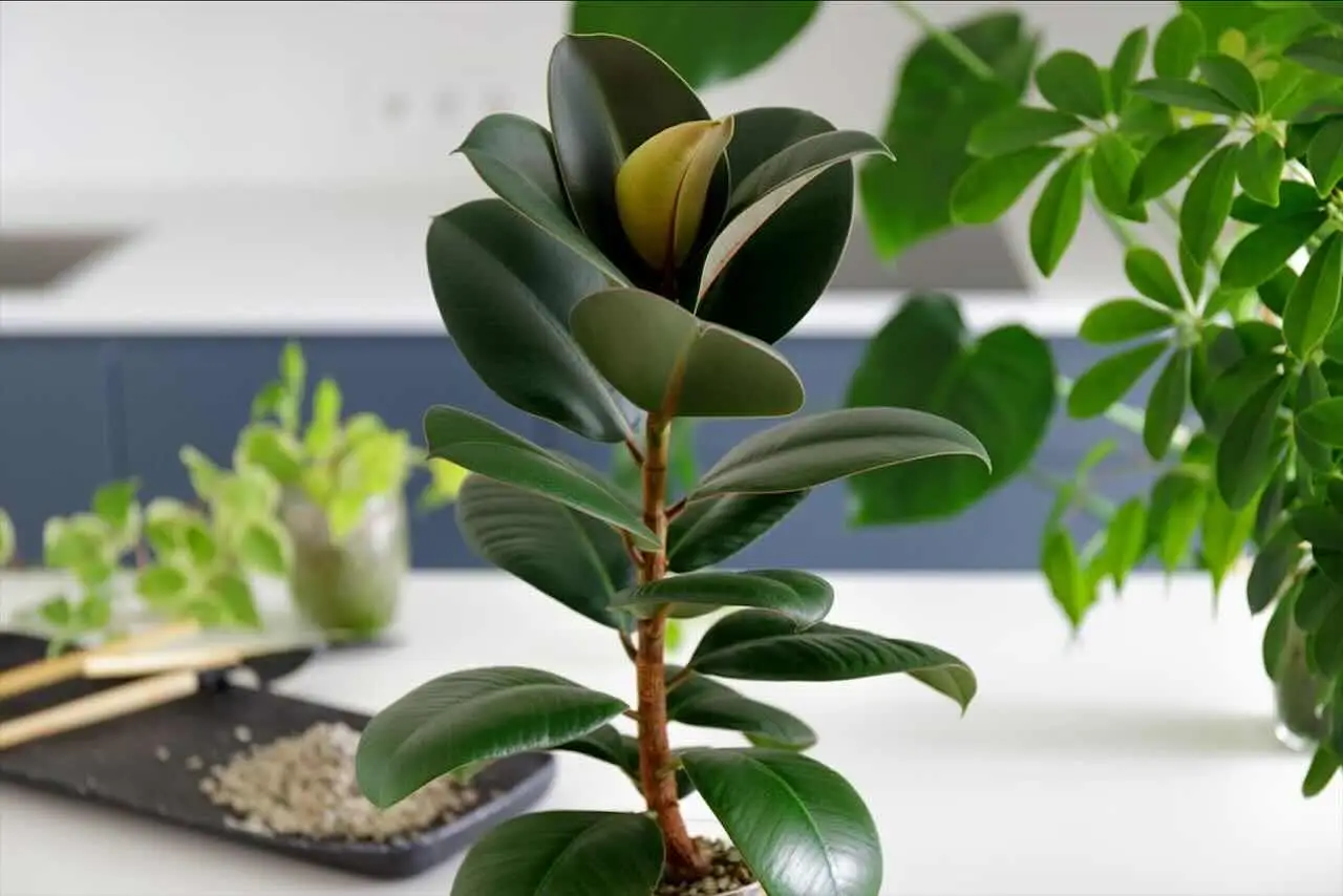 5 piante da appartamento che purificano l’aria e abbassano la temperatura in casa durante l’estate 5 piante da appartamento che purificano l’aria e abbassano la temperatura in casa durante l’estate