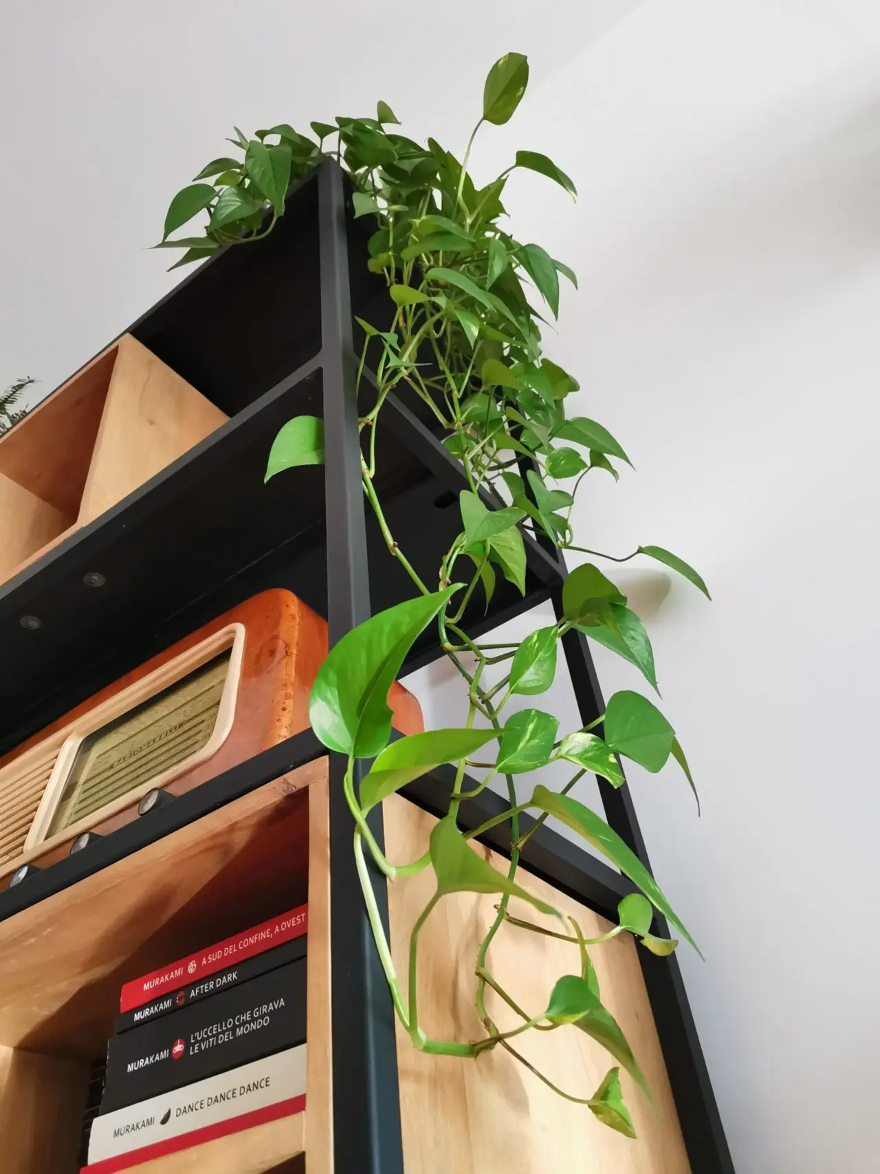 5 piante da appartamento che purificano l’aria e abbassano la temperatura in casa durante l’estate 5 piante da appartamento che purificano l’aria e abbassano la temperatura in casa durante l’estate
