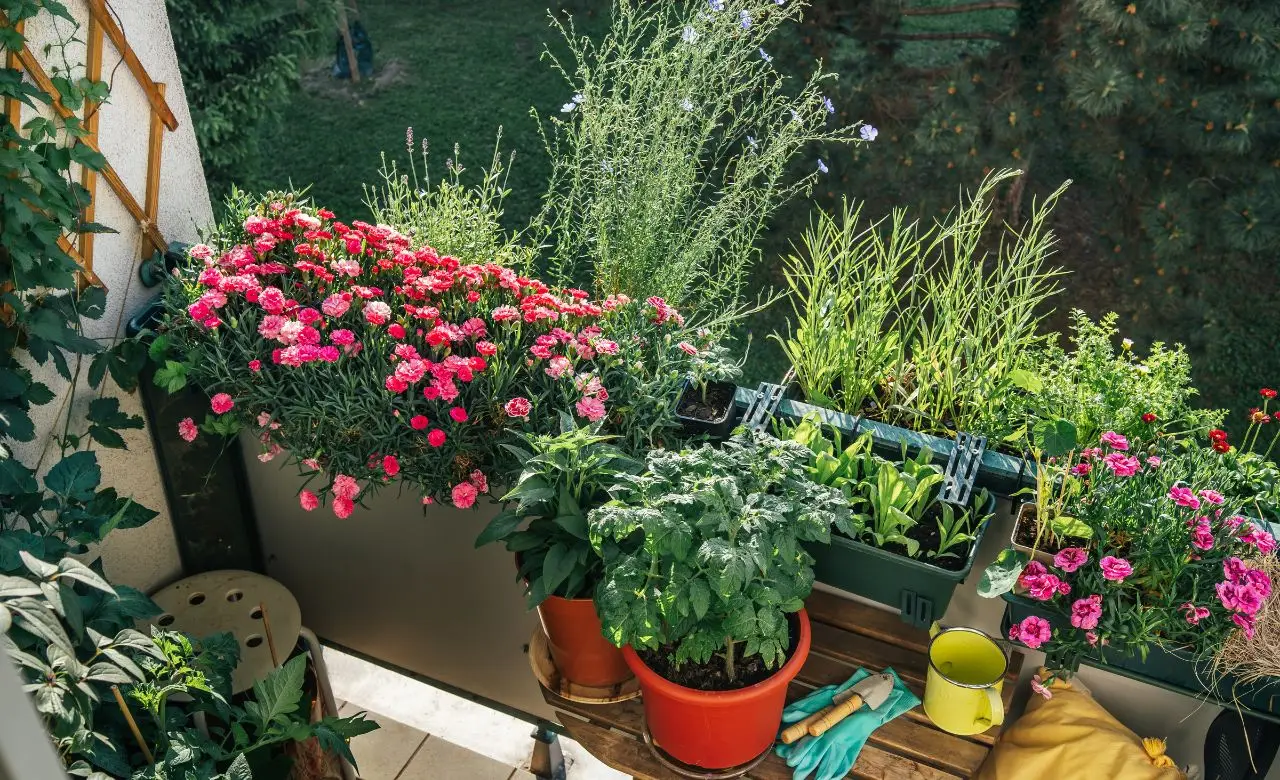 Come evitare il surriscaldamento dei vasi sul balcone: il trucco dei vivaisti per giugno Come evitare il surriscaldamento dei vasi sul balcone: il trucco dei vivaisti per giugno