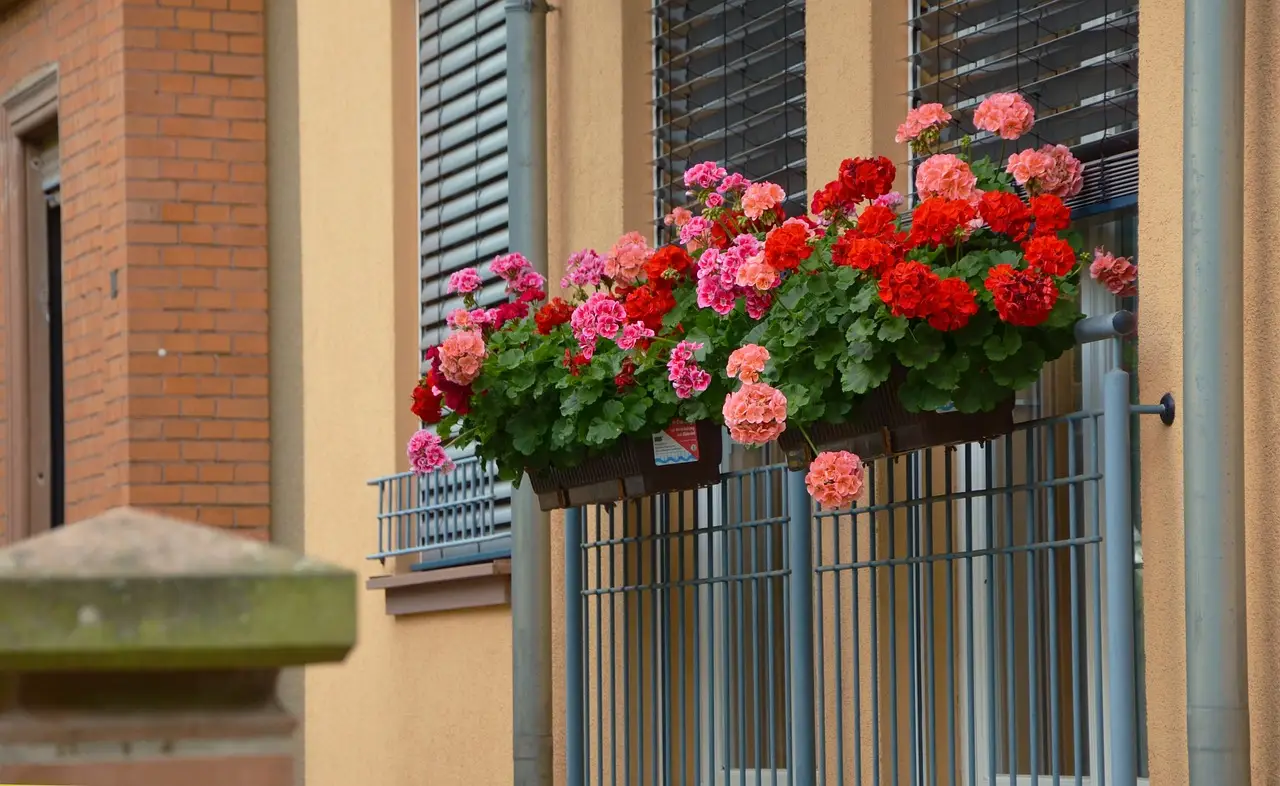 Come evitare il surriscaldamento dei vasi sul balcone: il trucco dei vivaisti per giugno Come evitare il surriscaldamento dei vasi sul balcone: il trucco dei vivaisti per giugno