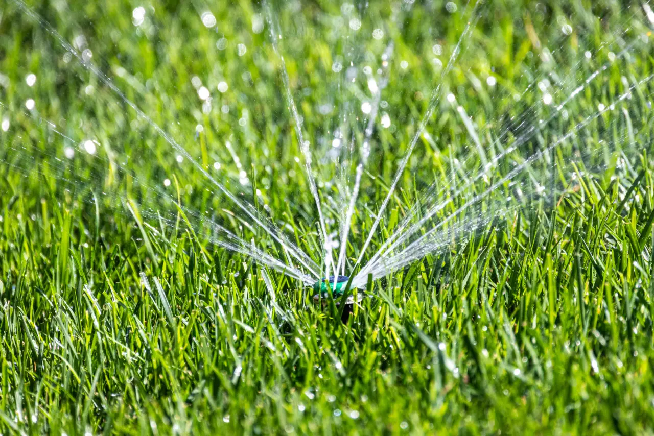 Come irrigare il giardino risparmiando acqua: la strategia della pacciamatura spiegata dagli esperti Come irrigare il giardino risparmiando acqua: la strategia della pacciamatura spiegata dagli esperti