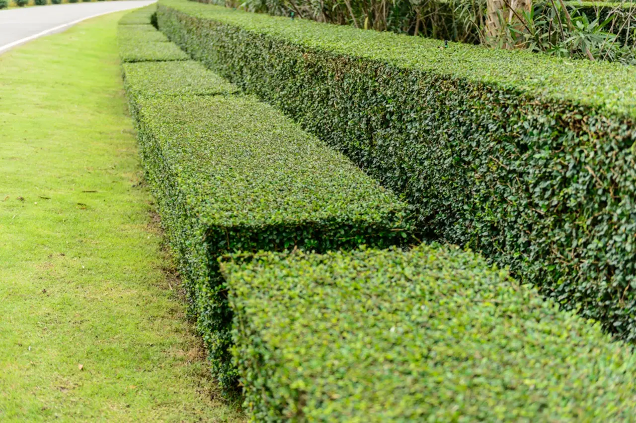 Le siepi anti-smog che migliorano la qualità dell’aria vicino casa: cosa scegliere secondo la Società Botanica Italiana Le siepi anti-smog che migliorano la qualità dell’aria vicino casa: cosa scegliere secondo la Società Botanica Italiana