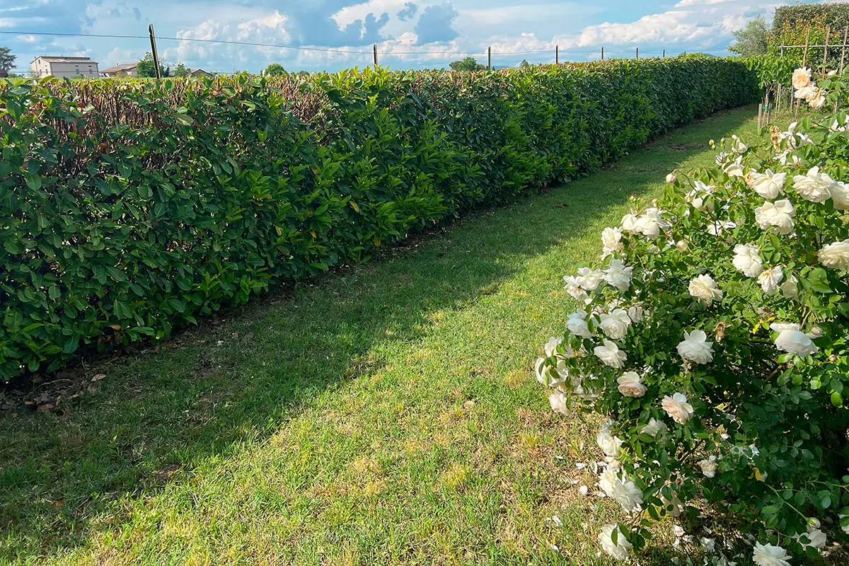 Le siepi anti-smog che migliorano la qualità dell’aria vicino casa: cosa scegliere secondo la Società Botanica Italiana Le siepi anti-smog che migliorano la qualità dell’aria vicino casa: cosa scegliere secondo la Società Botanica Italiana