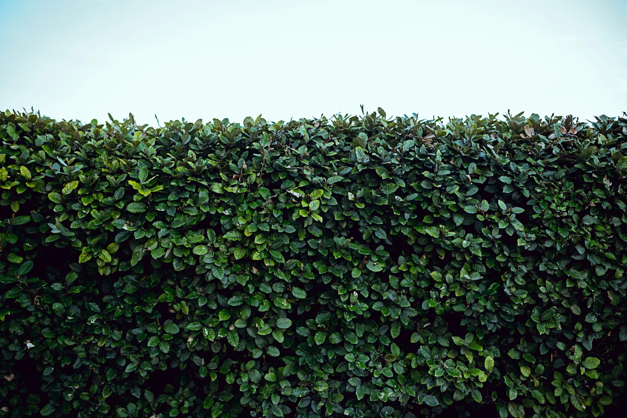 Le siepi anti-smog che migliorano la qualità dell’aria vicino casa: cosa scegliere secondo la Società Botanica Italiana Le siepi anti-smog che migliorano la qualità dell’aria vicino casa: cosa scegliere secondo la Società Botanica Italiana