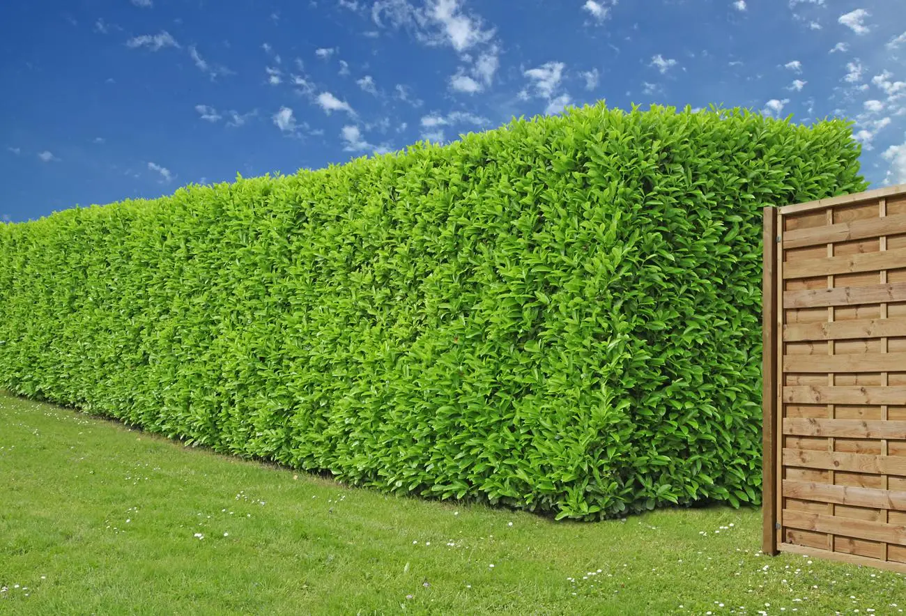 Le siepi anti-smog che migliorano la qualità dell’aria vicino casa: cosa scegliere secondo la Società Botanica Italiana Le siepi anti-smog che migliorano la qualità dell’aria vicino casa: cosa scegliere secondo la Società Botanica Italiana