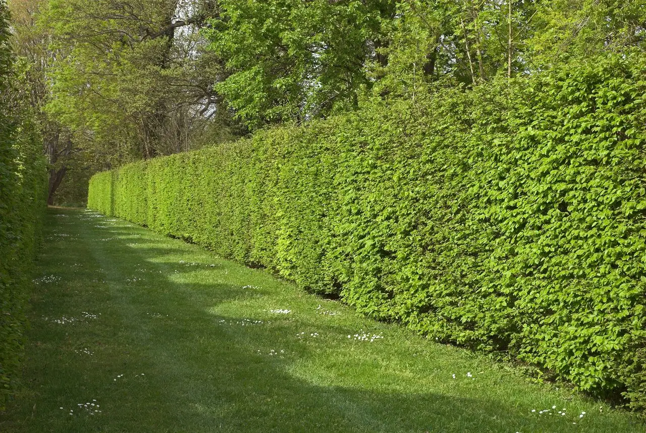 Le siepi anti-smog che migliorano la qualità dell’aria vicino casa: cosa scegliere secondo la Società Botanica Italiana Le siepi anti-smog che migliorano la qualità dell’aria vicino casa: cosa scegliere secondo la Società Botanica Italiana