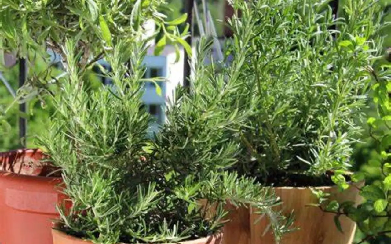 Scopri le erbe aromatiche più resistenti al sole per balconi esposti a sud: la selezione degli agronomi Scopri le erbe aromatiche più resistenti al sole per balconi esposti a sud: la selezione degli agronomi