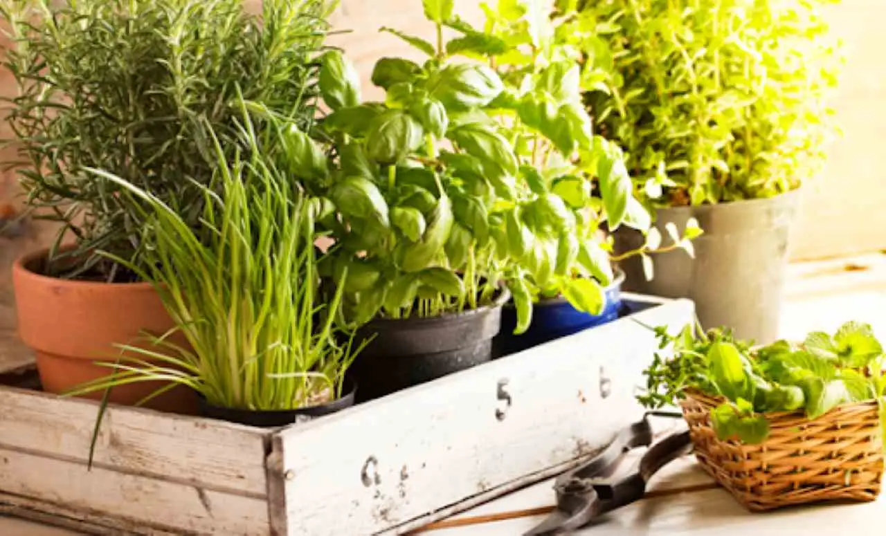 Scopri le erbe aromatiche più resistenti al sole per balconi esposti a sud: la selezione degli agronomi Scopri le erbe aromatiche più resistenti al sole per balconi esposti a sud: la selezione degli agronomi