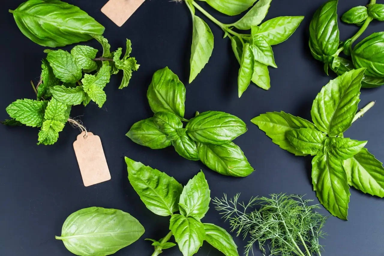 Scopri le erbe aromatiche più resistenti al sole per balconi esposti a sud: la selezione degli agronomi Scopri le erbe aromatiche più resistenti al sole per balconi esposti a sud: la selezione degli agronomi