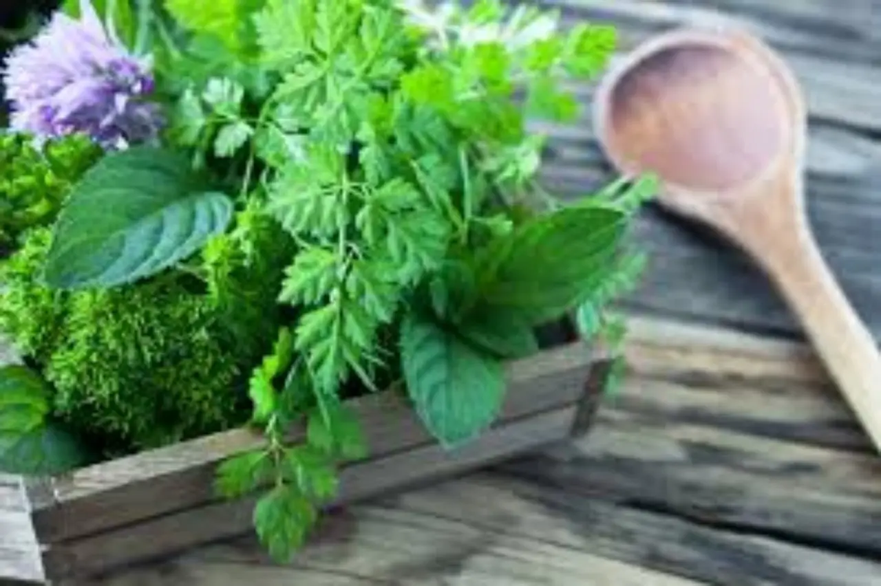 Scopri le erbe aromatiche più resistenti al sole per balconi esposti a sud: la selezione degli agronomi Scopri le erbe aromatiche più resistenti al sole per balconi esposti a sud: la selezione degli agronomi