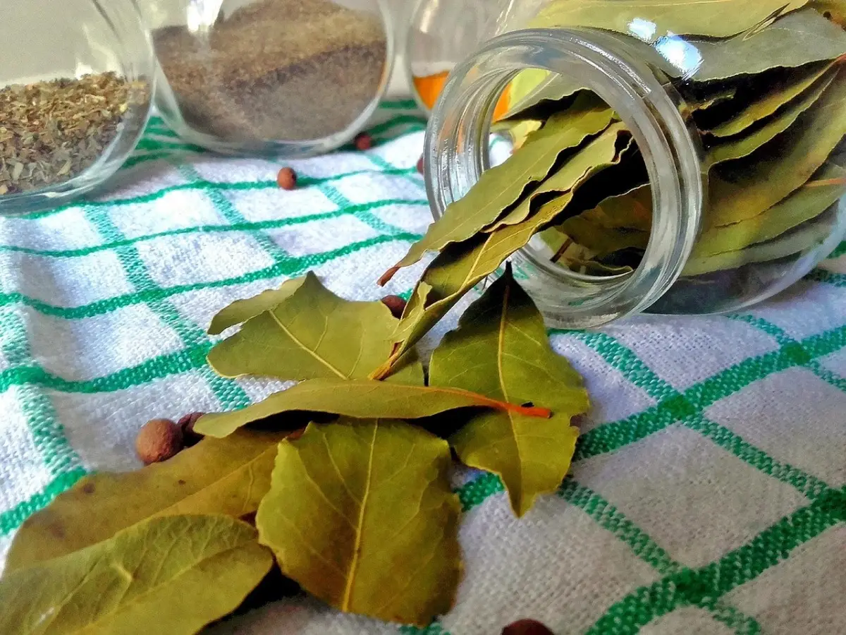 Come sfruttare le foglie secche per proteggere il terreno dalle ondate di calore estive Come sfruttare le foglie secche per proteggere il terreno dalle ondate di calore estive