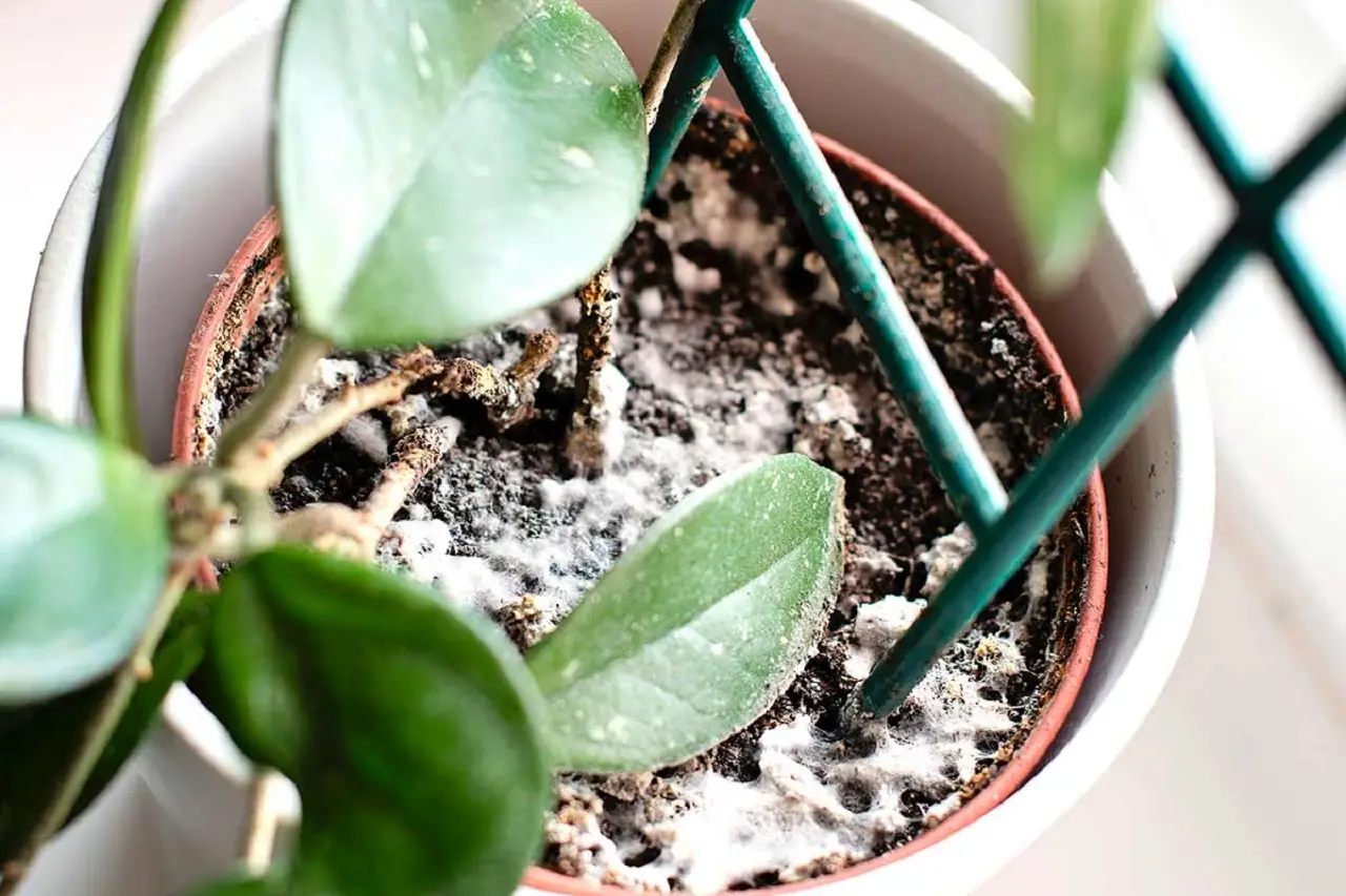 5 trucchi per evitare la muffa nei vasi in estate: la soluzione dei botanici per giugno 5 trucchi per evitare la muffa nei vasi in estate: la soluzione dei botanici per giugno