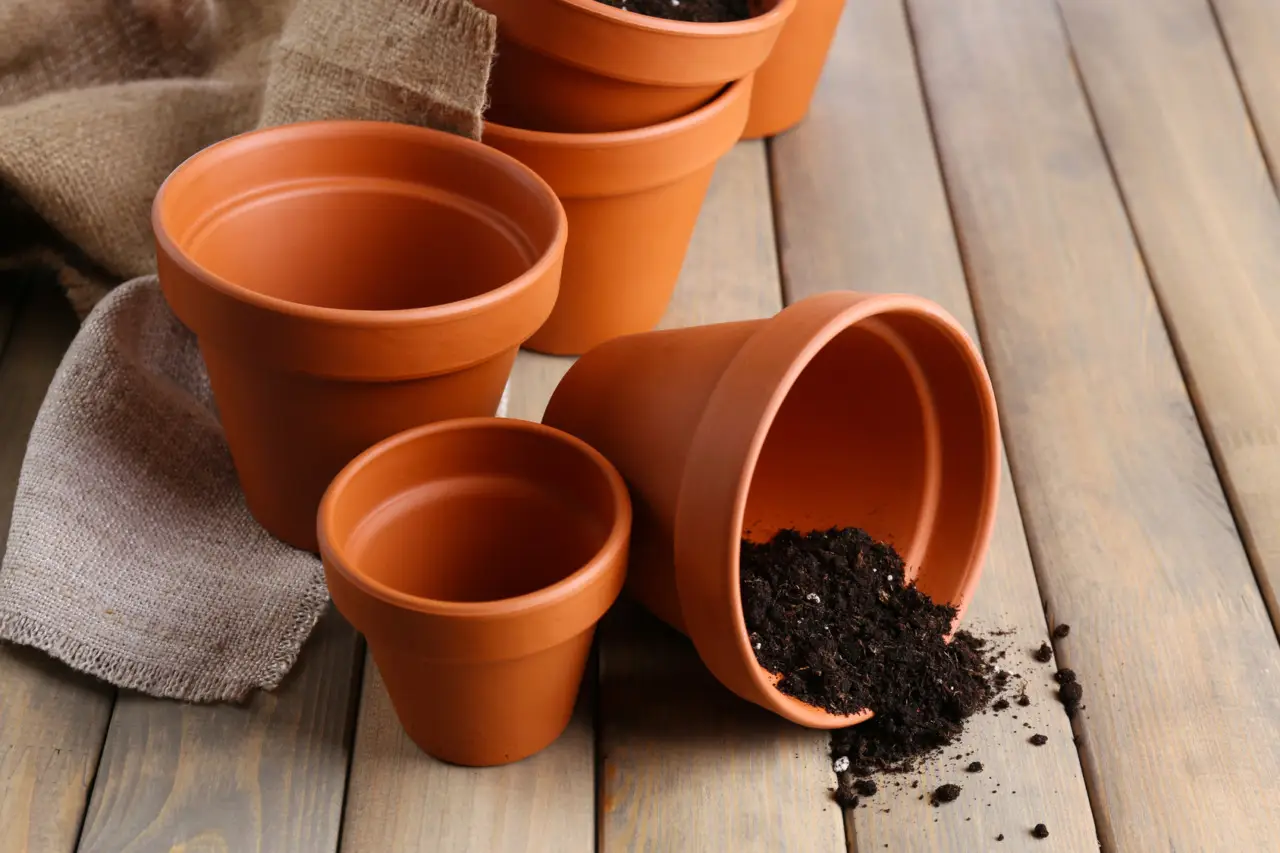 5 trucchi per evitare la muffa nei vasi in estate: la soluzione dei botanici per giugno 5 trucchi per evitare la muffa nei vasi in estate: la soluzione dei botanici per giugno