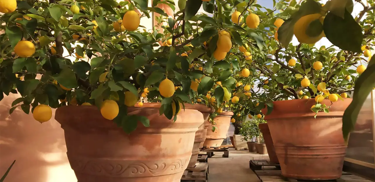 5 trucchi per evitare la muffa nei vasi in estate: la soluzione dei botanici per giugno 5 trucchi per evitare la muffa nei vasi in estate: la soluzione dei botanici per giugno