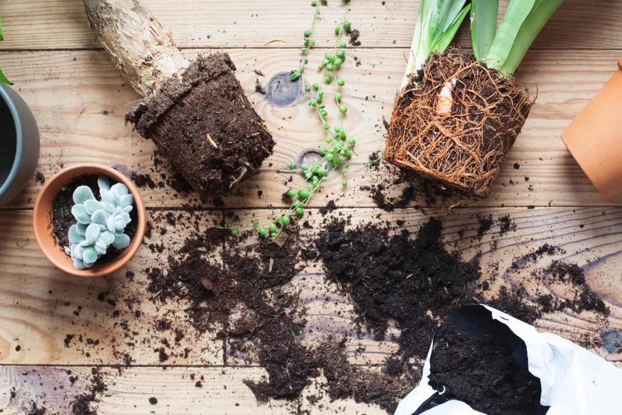 Come proteggere le radici delle aromatiche dal caldo: il metodo naturale suggerito dagli agronomi Come proteggere le radici delle aromatiche dal caldo: il metodo naturale suggerito dagli agronomi