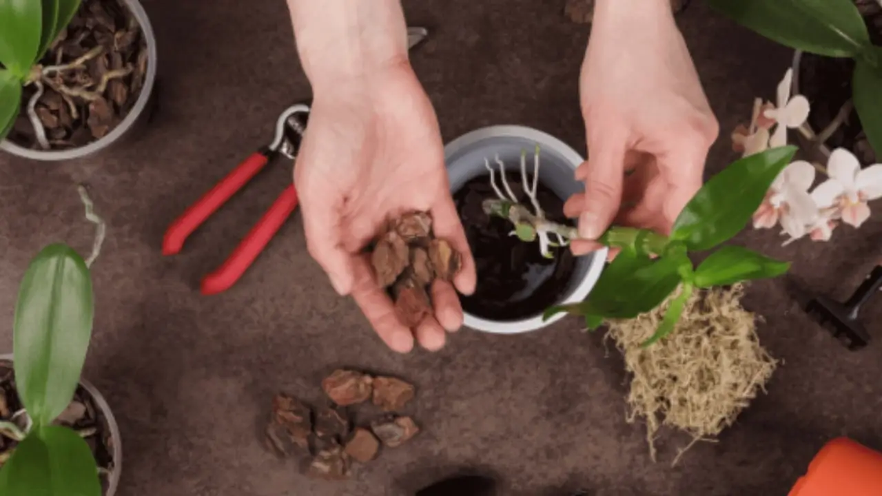 Come proteggere le radici delle aromatiche dal caldo: il metodo naturale suggerito dagli agronomi Come proteggere le radici delle aromatiche dal caldo: il metodo naturale suggerito dagli agronomi