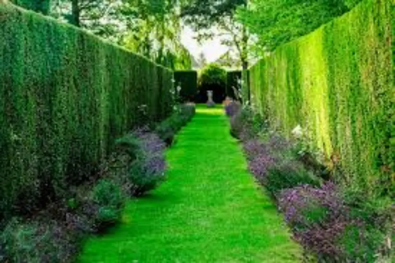 Scopri le 7 siepi sempreverdi migliori per garantire privacy in giardino tutto l’anno Scopri le 7 siepi sempreverdi migliori per garantire privacy in giardino tutto l’anno