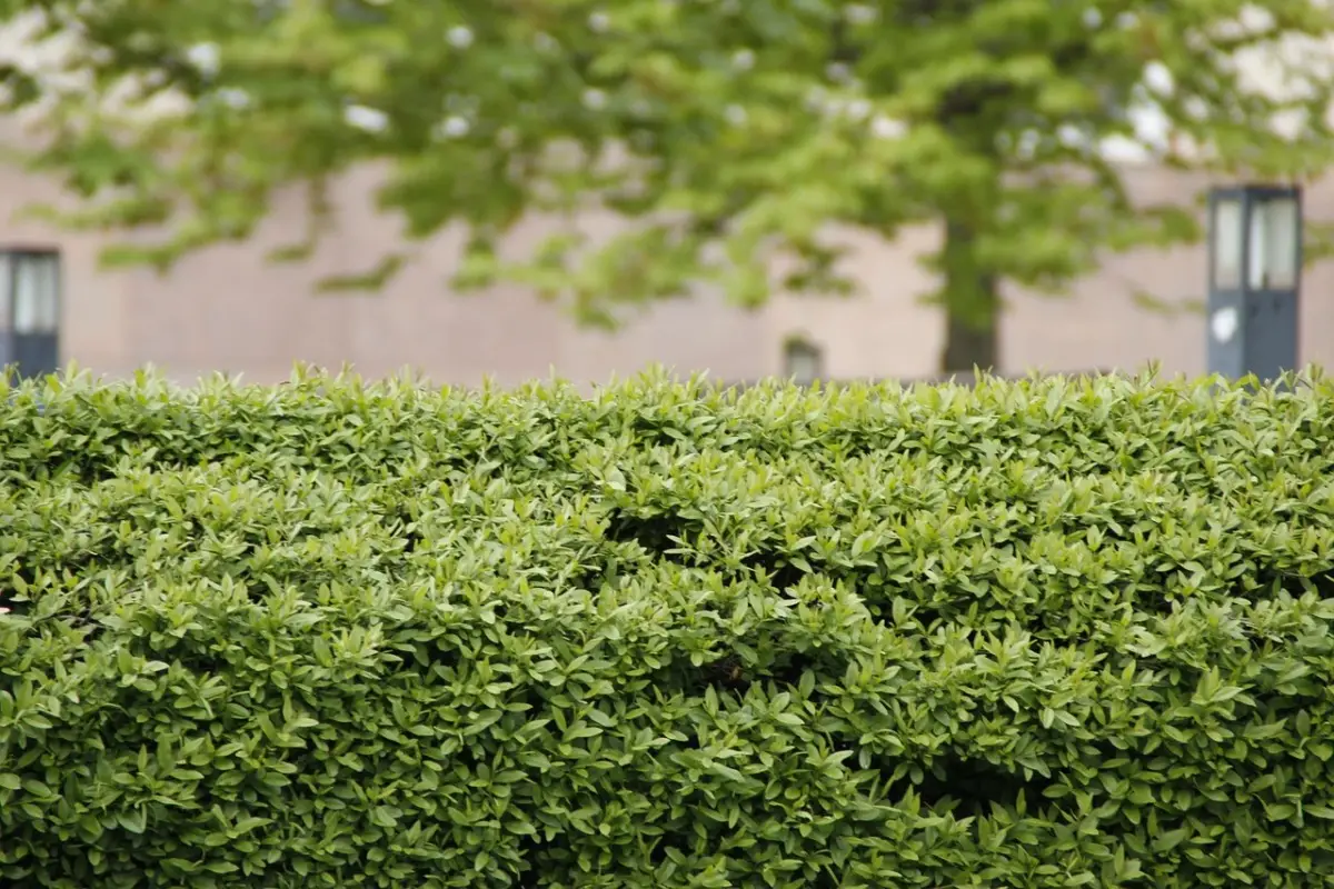Scopri le 7 siepi sempreverdi migliori per garantire privacy in giardino tutto l’anno Scopri le 7 siepi sempreverdi migliori per garantire privacy in giardino tutto l’anno