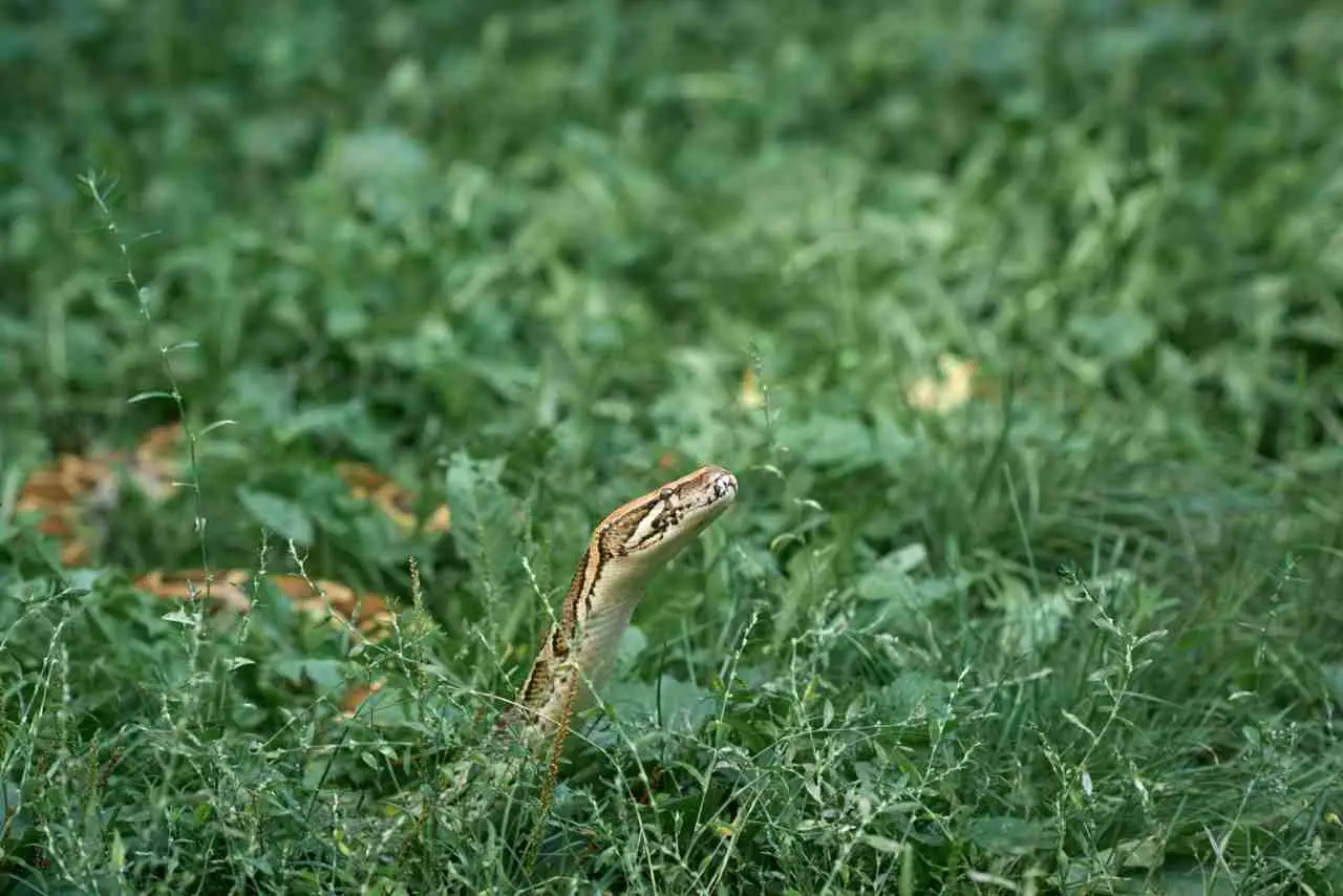 Serpenti in giardino: ecco il trucco naturale per allontanarli Serpenti in giardino: ecco il trucco naturale per allontanarli