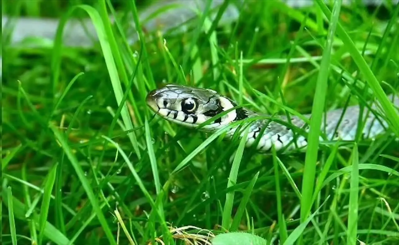 Serpenti in giardino: ecco il trucco naturale per allontanarli Serpenti in giardino: ecco il trucco naturale per allontanarli